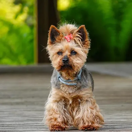 Szumi Apartamento Szumles Krolewski