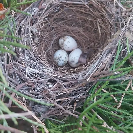 Апартаменты Szumi