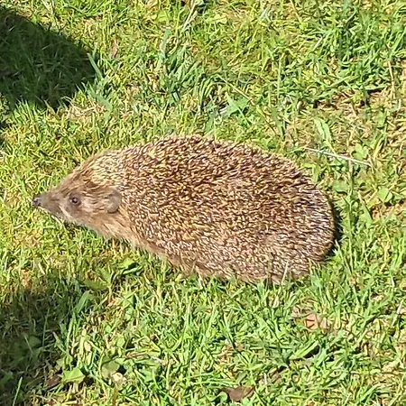 Szumi Апартаменты Szumles Krolewski