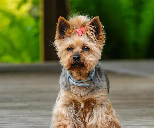 Szumi Lägenhet Szumles Krolewski