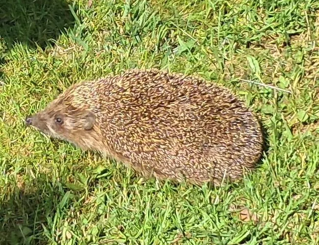 Szumi דירה Szumles Krolewski